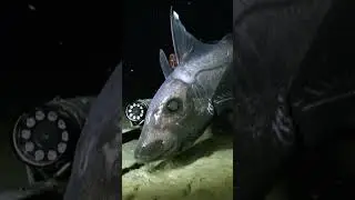 The Elusive Deep Sea Chimaera 