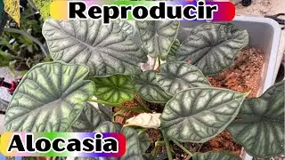 Como cuidar y Reproducir Alocasia Dragon Silver