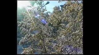 Чита. Украинский бульвар. Осень и снегопад