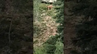 venadito en usa 🦌🇺🇲🤠👍