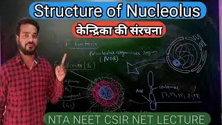 Nucleolus | Structure of nucleolus in hindi | Structure of nucleus | Ramesh kuldeep biology | NEET
