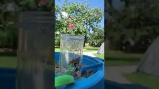 Как поймать бабочку