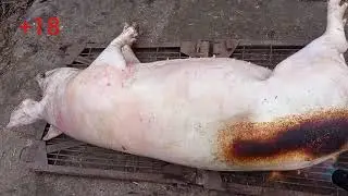 +18.всё крайний забой 2020. Сало и мясо с свиньи Йокшир