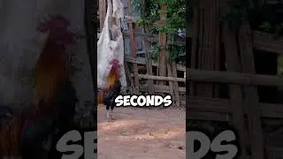 This Rooster Blew Up Youtube #rooster #roostersound #shorts