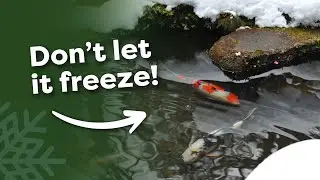 Complete Guide to Winter Pond Care (5 Tips for Clear Water in Spring)
