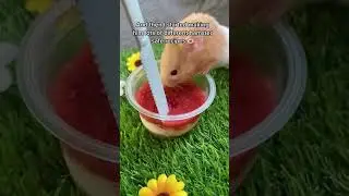 How to tame your hamster ❤️ 