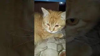 Мой ПОМОЩНИК)!