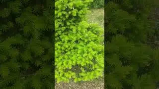 #shorts Вот какая красота, елочка в Сибире🌲❤