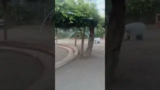 Quyiq soya beruvchi manazarali daraxt