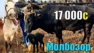МОЛБОЗОР 2019 | Нархи Бука, Асп, Гуспан, Гови Зоидаги ва Барача