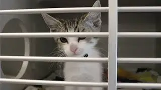 SPOT 127 Bootcamp: Arizona Humane Society - Yasmin Valenzuela Reporting