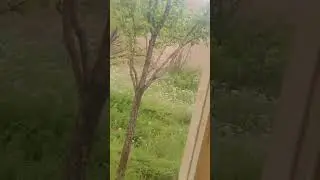 village #viral