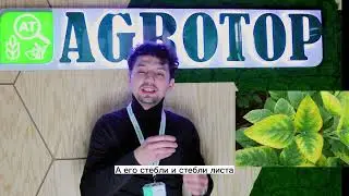 Дефициты основных микроэлементов растений. Дефицит Азота.