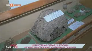 КАК ИЗГЛЕЖДА ГНЕЗДО НА СТЪРШЕЛ И КАКВО ПРЕДСТАВЛЯВАТ КОПРИНЕНИТЕ ПАШКУЛИ 07.12.2023