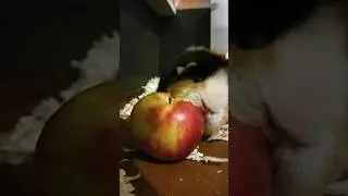 #морскаясвинка