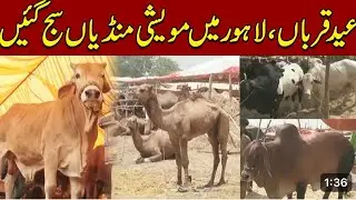 Eid e Qurban and Lahore Cow Mandi | Cow Mandi 2024 | lahorebakramandi