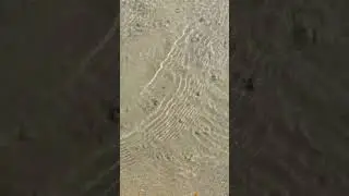 Fresh water spring on beach & Scout