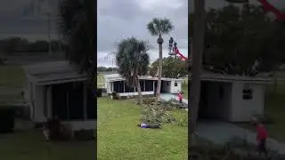 Cortando as palmeiras o vídeo mais satisfatório que você vai ver hj