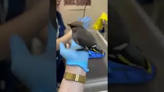 пьяная птичка 🐦 #птицы #birds #юлияветеринар