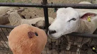 A COW SLOBBERED ALL OVER HIM !!!