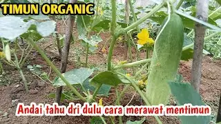 CARA MERAWAT MENTIMUN DENGAN CARA SEDERHANA