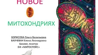 Новое о митохондриях. Ольга Борисова.