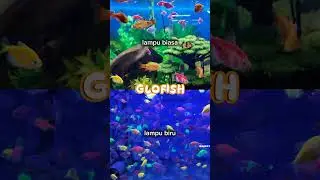 pilih mana? #glofish #aquascape #ikan