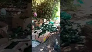 Pepino en invernadero
