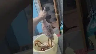 утка #жиганец #питбульграф