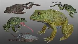 Medhue Frog in Unreal Engine