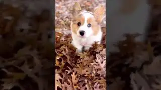🐶 köpek 🌹