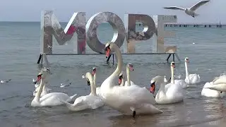 Анапа в марте. Весна, море и лебеди. Без комментариев