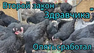 Куры породы Чёрный австралорп.