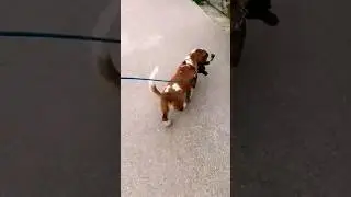 Basset Hound, Praderas Tiramisú