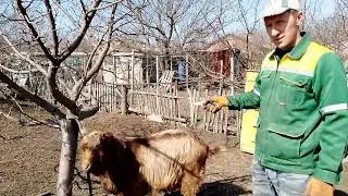 Как обрезать копыта у коз, как я это делаю.