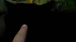 Влог про кота Пуша