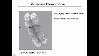 Histone intro Part 1.mov