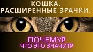 Кошка. Расширенные зрачки. Почему? Что это значит?