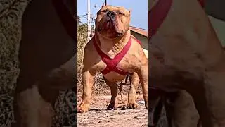 Top 3 Most Aggressive Dog Breed in the world wide 😡 