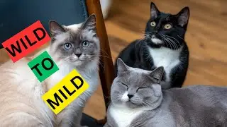 How To Domesticate a Stray Cat! || Helping a Feral Kitten Become Friendly (Step by Step How-To!)