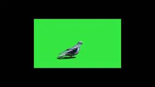 Green screen Pigeon 🐦🐦 Copyright free 🤩🤩 ChromaCulture 🤩🤩