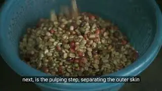 Honey Processing Method of Coffee (蜜糖加工方法)