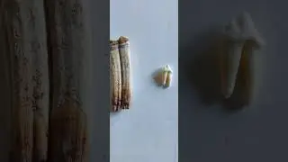 Размер зубов 