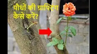 Master the Art of Plant Grafting
