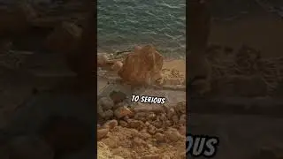 Sea Otters