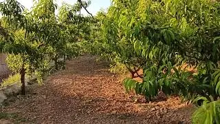 Smart Farming - Precision agriculture - IoT
