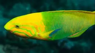 Facts: The Sunset Wrasse (Yellow-Brown Wrasse)
