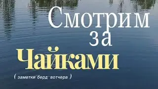 Как чайки защищают свои гнезда? 🕊️