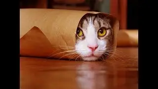 Hilarious new cat videos to brighten your day! 2023😸😂