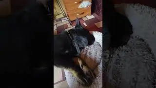 Ирбис Болдеет #кинологи